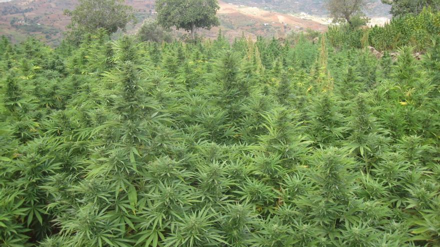 Resultado de imagen de Grandes campos de Marihuana